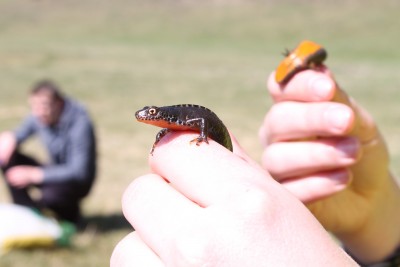 Ichthyosaura alpestris